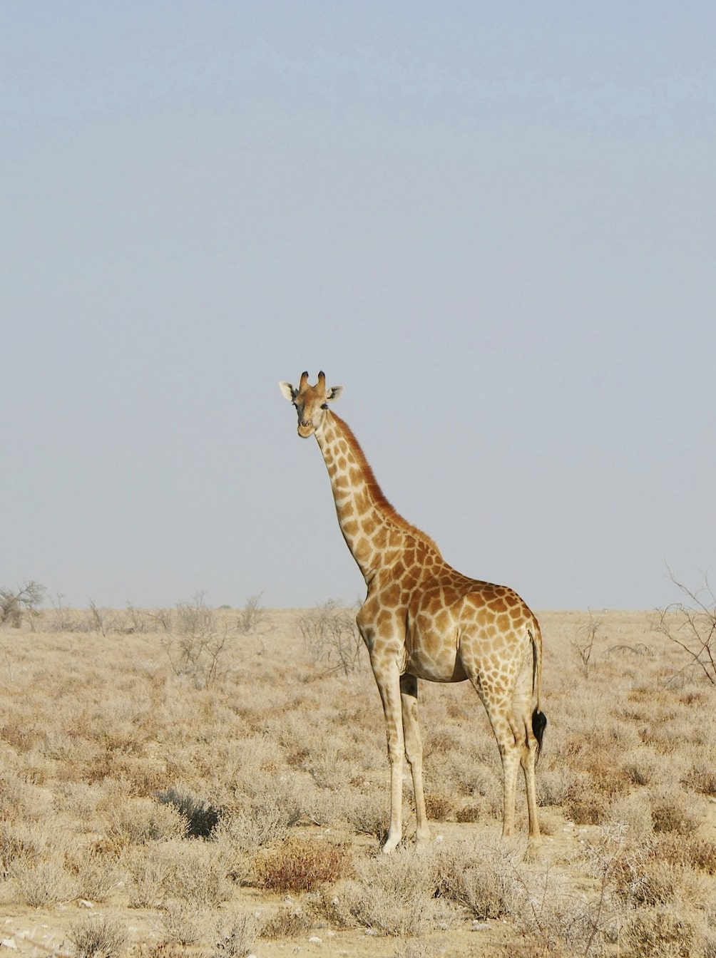 Estohsa National Park in Namibia.